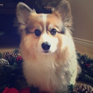 Fluffy corgi